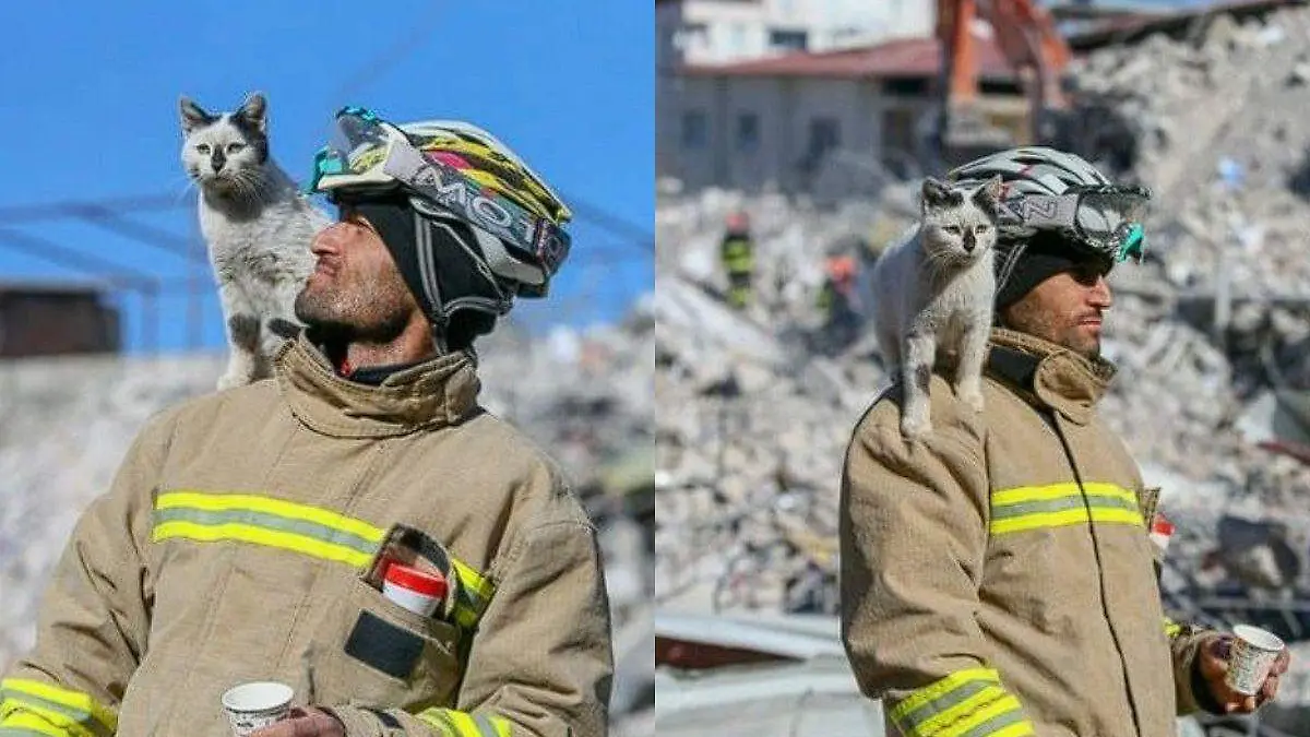 Gato rescatado en Turquía se aferra a su salvador y se convierte en símbolo de esperanza (Video) (1)